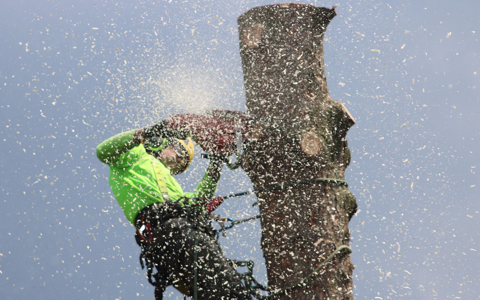 Tree removal