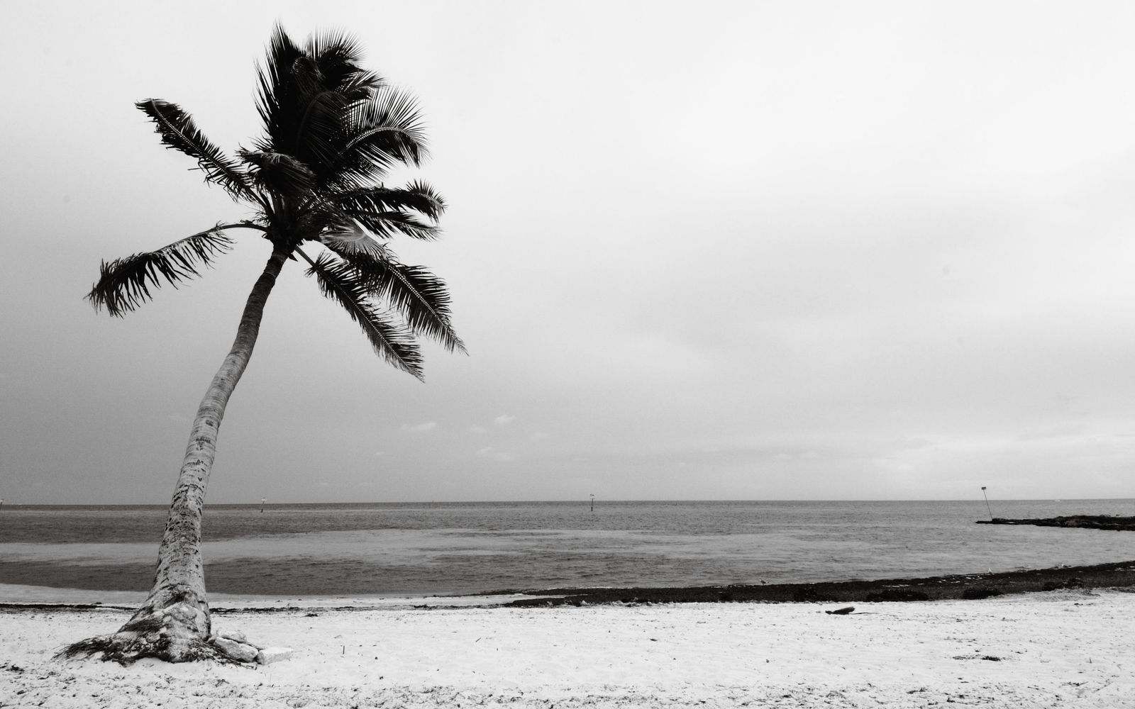 Palm trimming