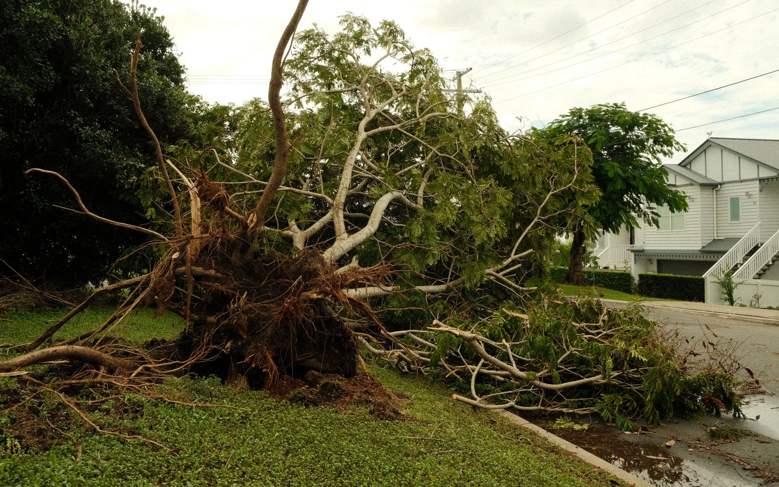 Fallen tree after storm