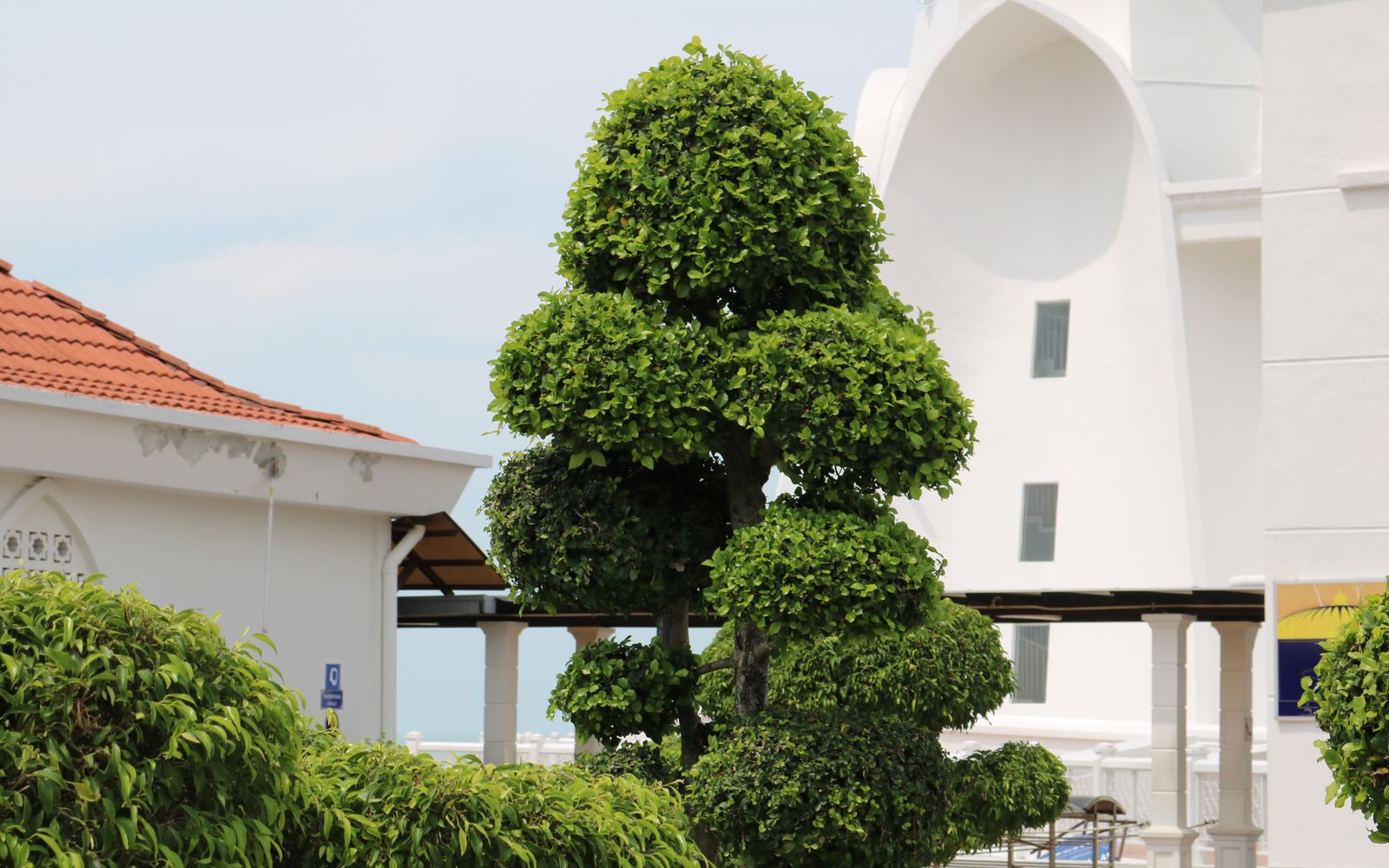Tree trimming